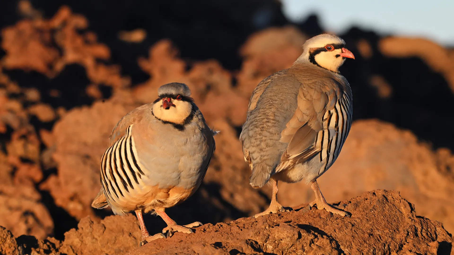 Chukar
