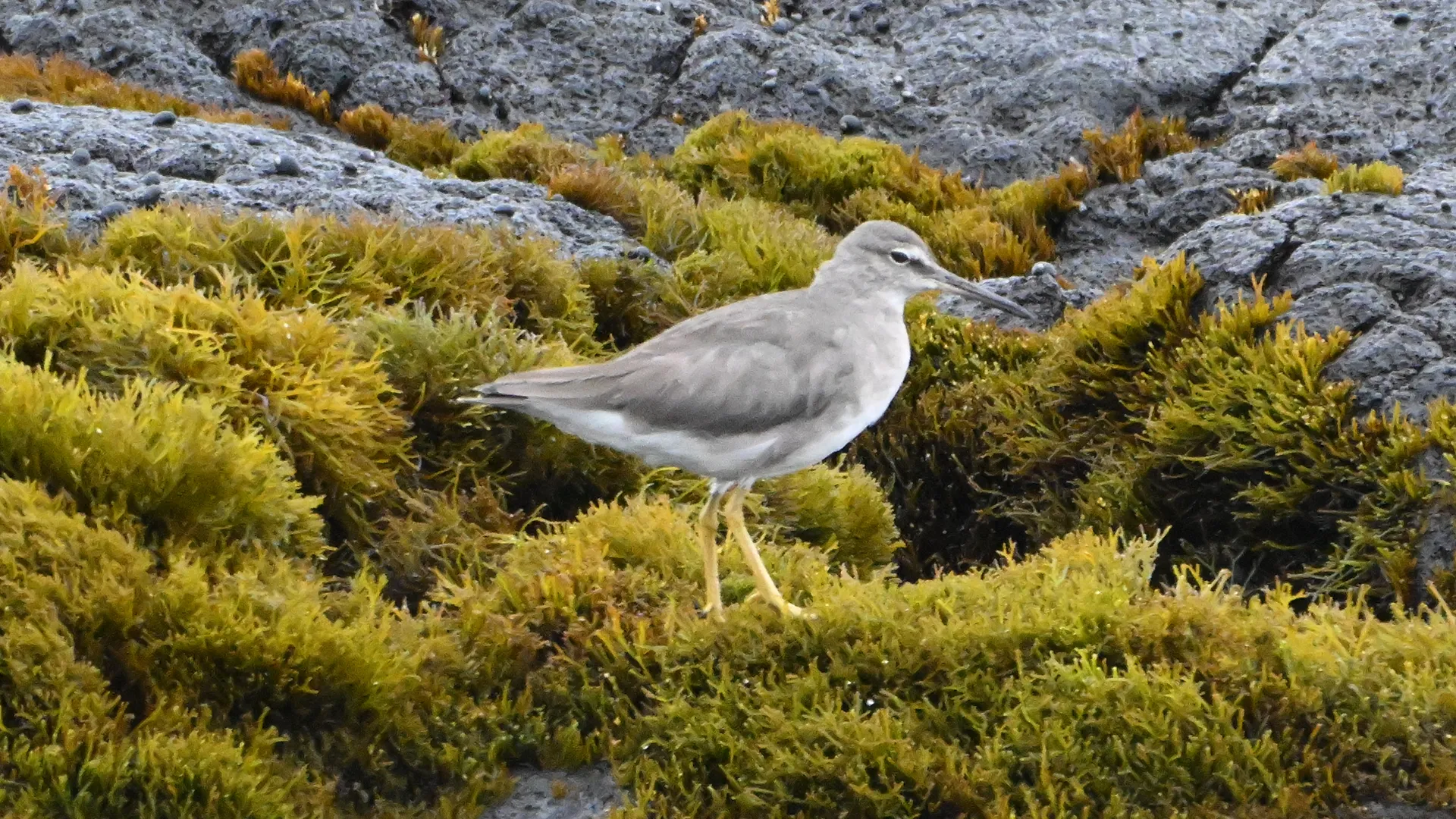 Gray Tailed Tattler