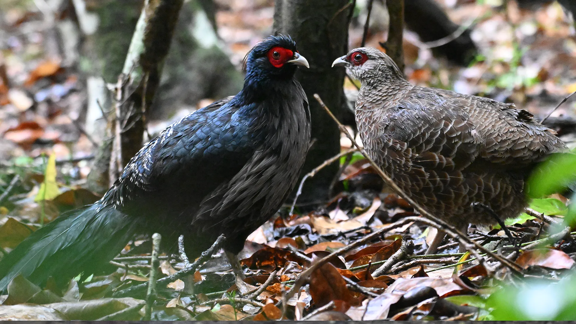 Pacific Golden Plover