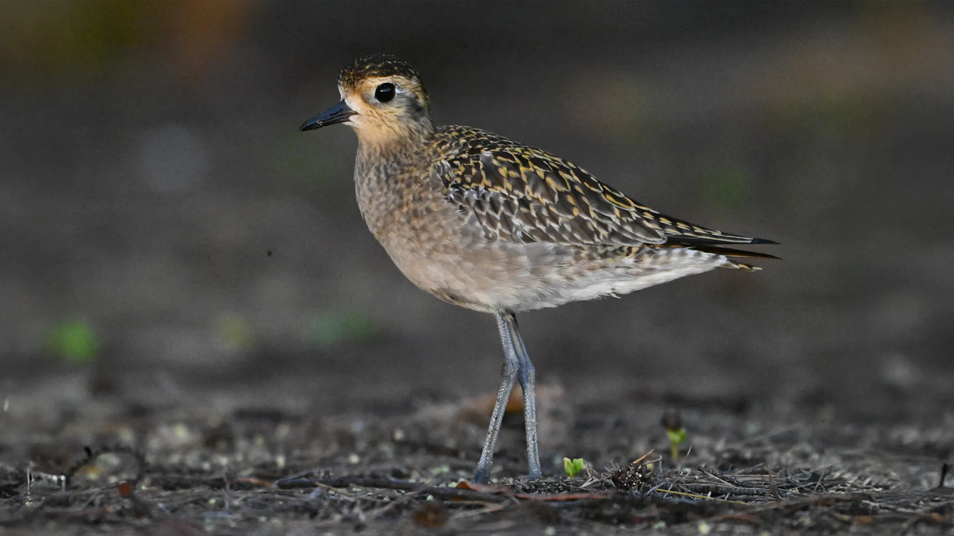 Pacific Golden Plover